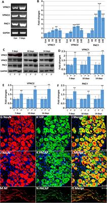 Distinct VIP and PACAP Functions in the Distal Nerve Stump During Peripheral Nerve Regeneration